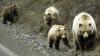 Swiss AI tool helps Alaskan ecologists research bears