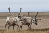 Alaska Native group sues Trump administration for nixing North Slope caribou protections