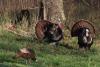 Apply by Feb. 15 for special turkey hunts in Arkansas