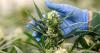 DIS, Police Roped in Over Cannabis Cultivation 