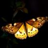 How Light Pollution Interferes with Moth Navigation