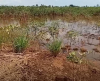 Liberia’s Wetlands Under Threat as EPA Sounds Alarm on World Wetlands Day