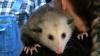 Forget the Groundhog: In North Alabama, the opossum is queen