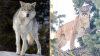'System in flux': Scientists reveal what happened when wolves and cougars returned to Yellowstone