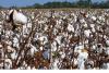 Ghana urged to establish Cotton Development Authority for textile revival
