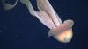 Rare phantom jellyfish seen in Argentina deep sea exploration