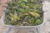 Fallen Tree Kills More than 300 Parakeets in Northeastern Brazil