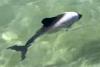 Tourist Captures Rare Footage of Elusive Sea Creature Known as a 'Skunk Dolphin' By Charlotte Phillipp