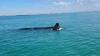 Watch: Rare sighting of right whale, calf in Gulf off SW Florida coast