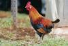 Hawaii lawmakers consider allowing residents to kill feral chickens