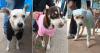 Cuban activists move social media by dressing stray dogs in children's clothing to protect them from the cold