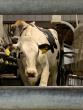 MSU dairy scientist says unknown risks are too great for raw milk to be allowed