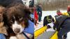Pierce Township first responders rescue dog from freezing pond