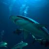 Study Reveals How Urban Light Pollution Disrupts Nighttime Hormones in Sharks