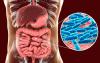 Scientists Discover Gut Bacteria Can Inject Proteins Into Human Cells