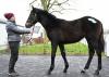 Santiago Yearling Colt Tops The Tattersalls Ireland Winter Flat And NH Sale