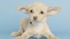 Arizona Humane Society pup represents State 48 in this year's Puppy Bowl