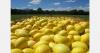 Frutos Tropicales expands its range with own melon cultivation in Costa Rica