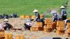 Seoul Moves to Cut Insurance Burden for Short-Term Foreign Agricultural Laborers