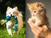 Vets & More: The Ultimate Pet Care Guide in Bahrain