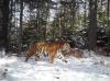 Asia’s Tigers Benefit When Scientists Collaborate Beyond Borders 