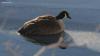 Exclusive: First responders rescue goose frozen in Bantam River ice