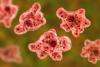 What are free-living amoebas? Scientists warn of growing global health threat