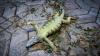 Thousands of cold-stunned Florida iguanas turned in; what's their fate?