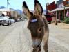 Oatman, Arizona: where the wild west lives on
