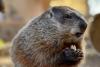 Nature Of Wildworks Groundhog Day Contest Comes To A Quick End