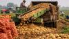 Pakistan explores other markets for potato export amid closure of trade with Afghanistan