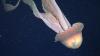 WATCH: Giant Phantom Jellyfish Spotted Off Argentina’s Coast in Spectacular Deep-Sea Footage