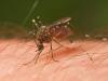 KZN Health reassures residents as malaria cases rise in flood-hit Mpumalanga