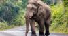 Man becomes third person killed by same Thailand elephant in tourist hotspot