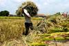 Ministry bolsters crop insurance to maintain rice production