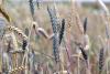 Mycotoxins: the silent, escalating threat to global food security