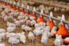 Europe: Fast food brands criticised for lack of progress on poultry welfare