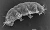Scientists rediscover 'water bears' off the coast of Malaysia after 50 years