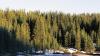 Bark beetles are hungry for Colorado’s trees — but do they make wildfires worse?