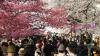 When Too Many Tourists Become A Problem: What Japan’s Cherry Blossom Festival Cancellation Signals