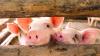 Agriculture Ministry: Malaysia approves pork imports from Thailand, Brazil to meet CNY demand