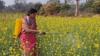 Science graduate turns farmer, earns Rs 6–7 lakh annually...
