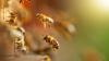 Scientists issue warning after observing concerning change in bees' behavior: 'This could limit'