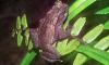 Small toad species discovered living in the highlands of Guyana