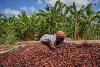Cocoa prices rise as Ivory Coast delivers less – What it means for Ghana