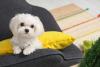 This Maltese Puppy Hilariously Competes With Toddler Tantrums