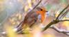 Gardeners urged to avoid feeding robins 1 specific food this February