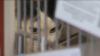 Minnesota pet rescues adapt to rising animal surrenders amid ICE detentions