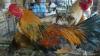 Bird flu confirmed in Mississippi chicken flock; what it means for you