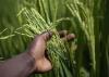 Government and World Bank intensify push to boost local rice production